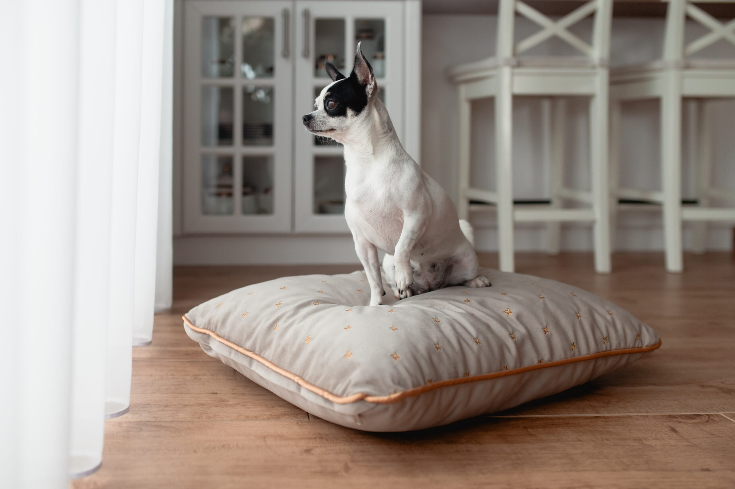 Belvedere Cushion - Sandstone, pet bed, dog bed
